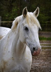 Close-up of white horse