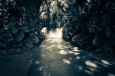 Footpath amidst trees in forest