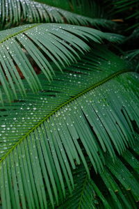 Full frame shot of wet leaves