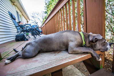 Dog relaxing outdoors