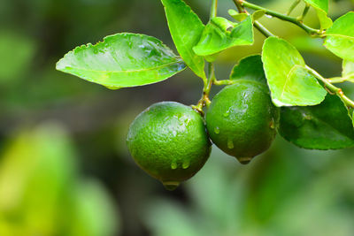 Close-up of fruits on plant