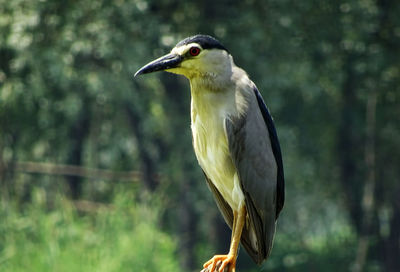 High angle view of gray heron perching outdoors