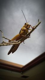 Low angle view of insect