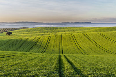 Scenic view of agricultural field against sky