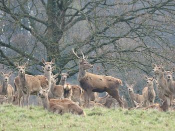 Deer in a field