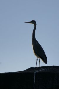 Great blue heron standing on stone against clear sky