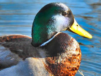Close-up of a duck in lake
