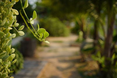 Close-up of green plant