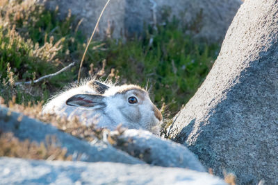 Close-up of lizard on rock