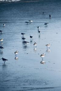 Birds swimming in sea