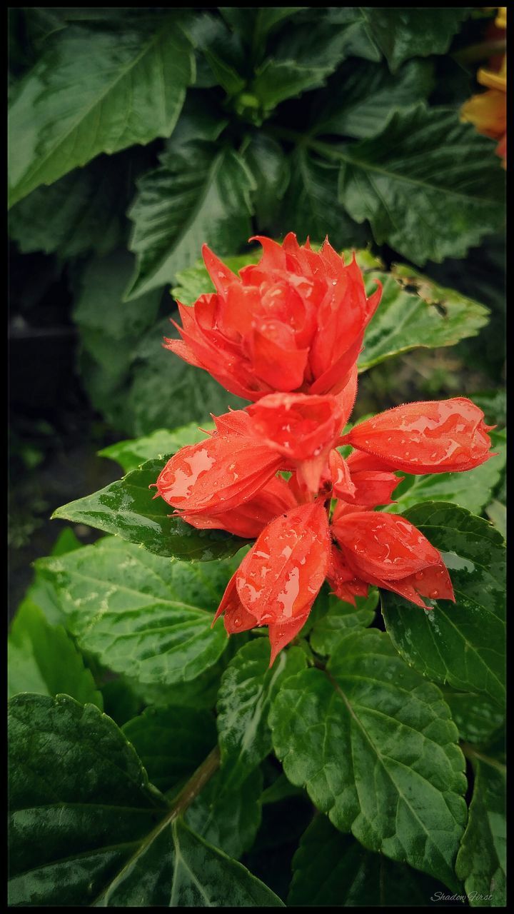 freshness, flower, leaf, growth, petal, fragility, red, beauty in nature, plant, green color, flower head, close-up, transfer print, nature, blooming, focus on foreground, auto post production filter, day, high angle view, park - man made space