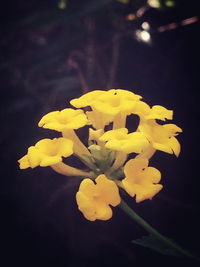 Close-up of yellow flowers