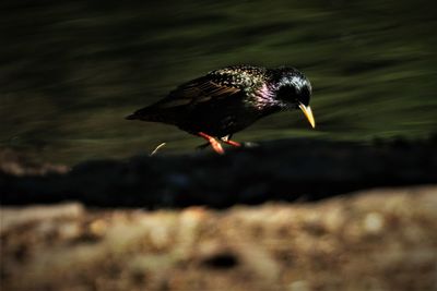 Close-up of bird flying over water