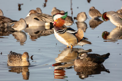 Stunning male  mandarin duck  in a lake