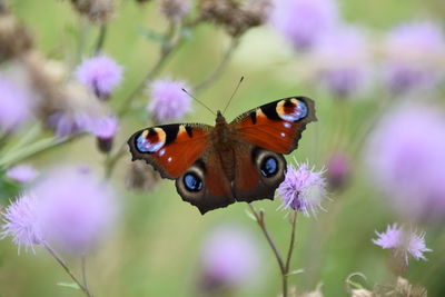 Close-up of butterfly pollinating on purple flower