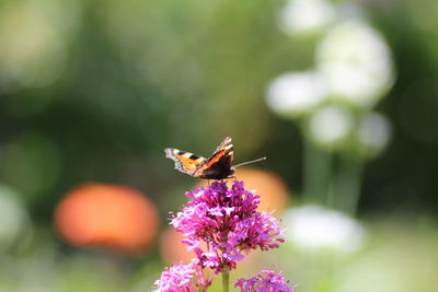 Close-up of butterfly pollinating on purple flower