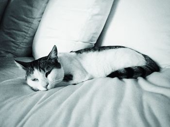 Close-up of cat sleeping on bed at home