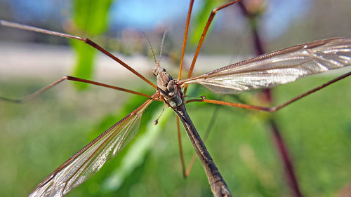 Close-up of dragonfly