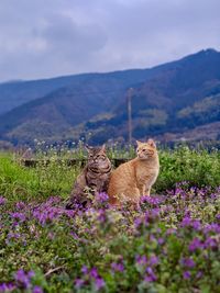 High angle view of cat by purple flowers on field