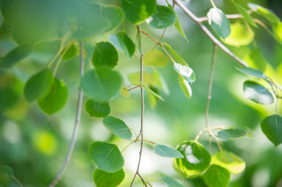 Close-up of green leaves on plant