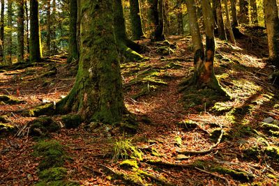 Trees growing in forest