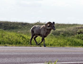 View of sheep on road