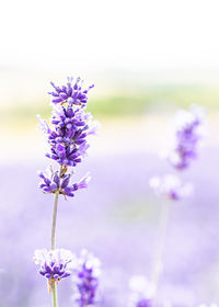 Close-up of purple flowering plant on field