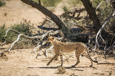 View of a cat on land