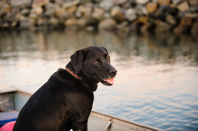 Close-up of dog sitting on boat by lake