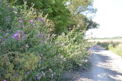 Purple flowering plants by road