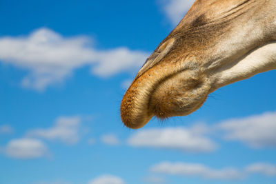 Low angle view of giraffe against sky