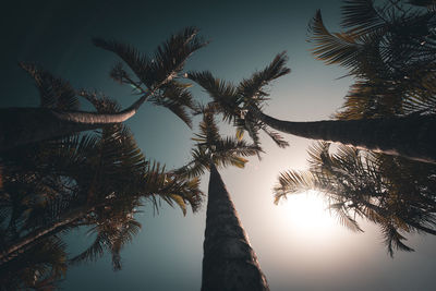 Low angle view of palm trees against sky
