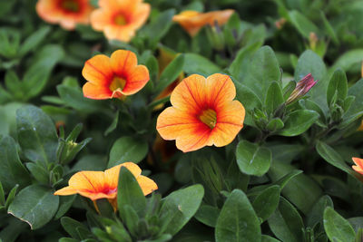 Close-up of orange flowering plant