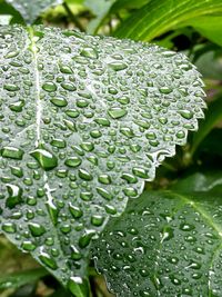 Close-up of water drops on plant