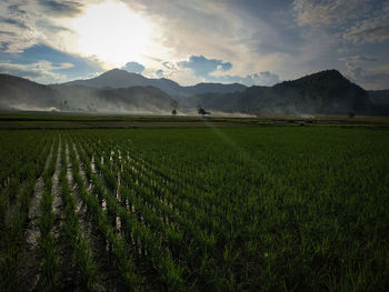 Scenic view of agricultural field against sky