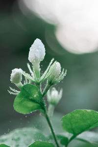 Close-up of raindrops on white flowering plant