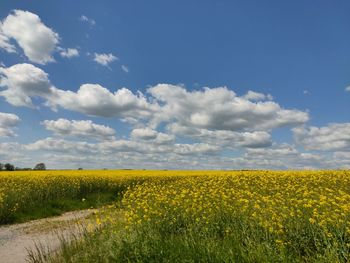 Scenic view of oilseed rape field against sky