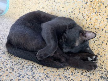 Close-up of a sleeping dog