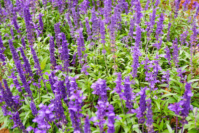 Close-up of purple flowering plants on field