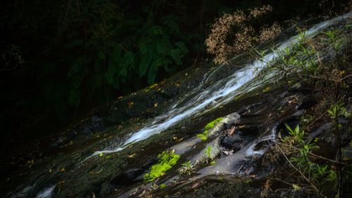 Scenic view of waterfall in forest