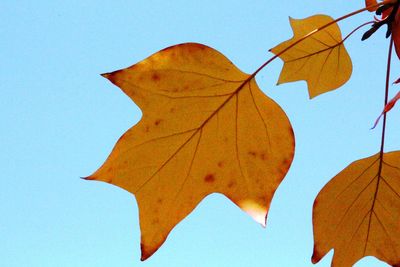 Close-up of dry leaves against clear blue sky