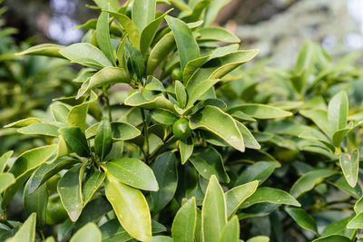 Close-up of fresh green leaves