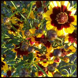 Close-up of yellow flower