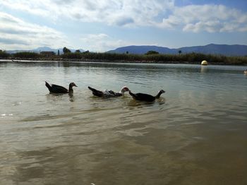 Swans swimming in lake against sky