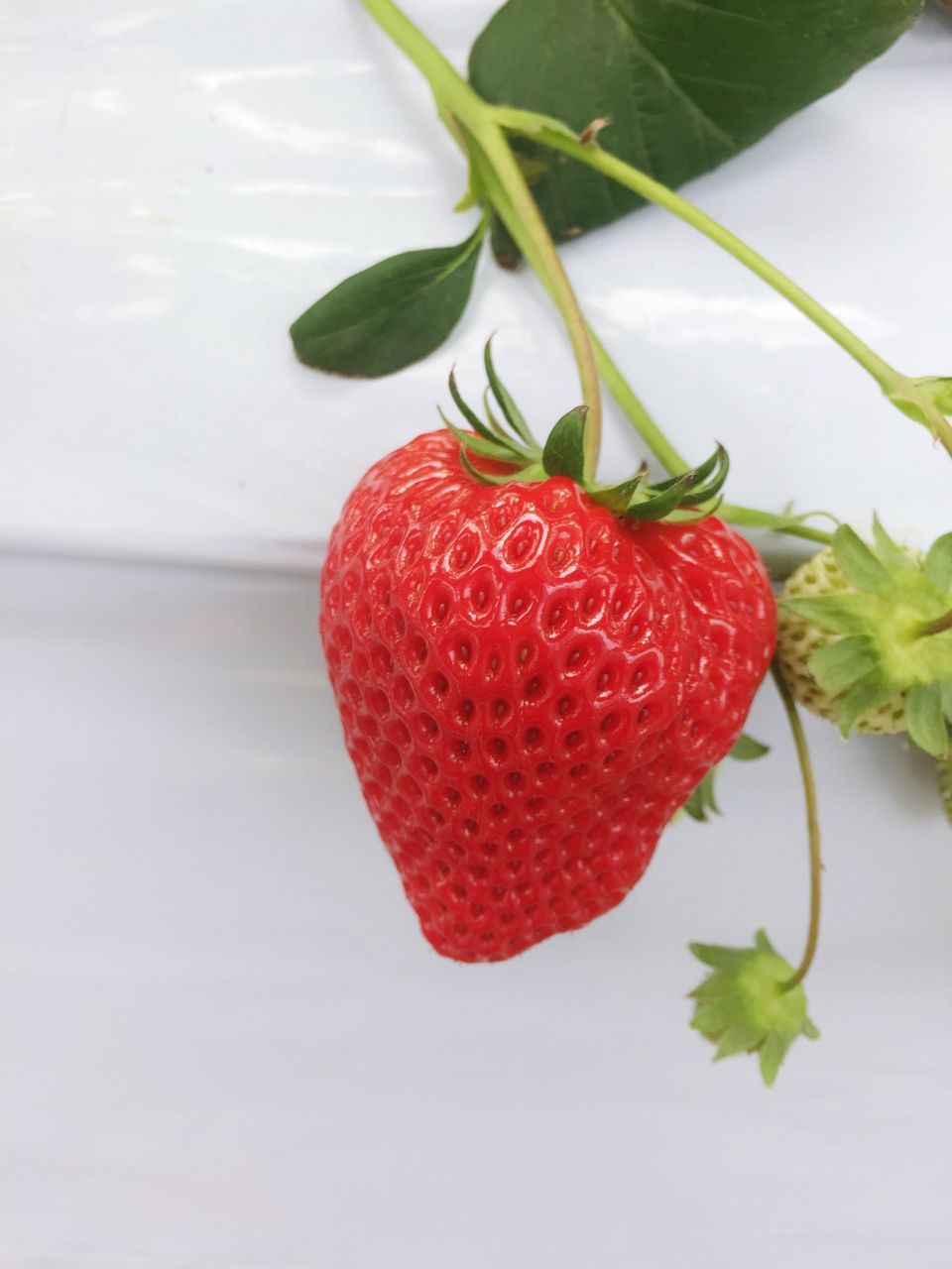 red, freshness, fruit, food, healthy eating, food and drink, close-up, no people, growth, indoors, nature, day