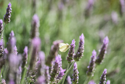 Close-up of purple flowering plant on field