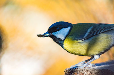 Close-up side view of bird perching on wood