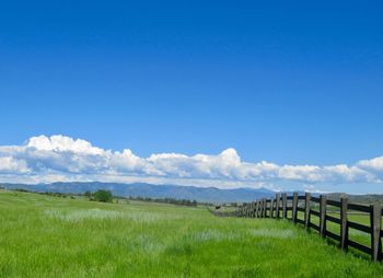 Scenic view of field against blue sky