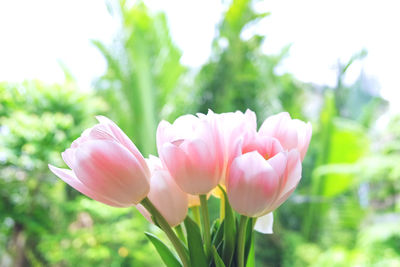 Close-up of pink tulips