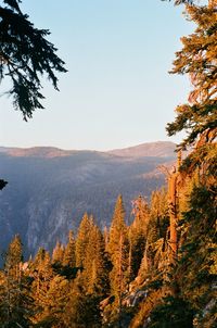 Scenic view of forest against sky during autumn in yosemite national park, ca
